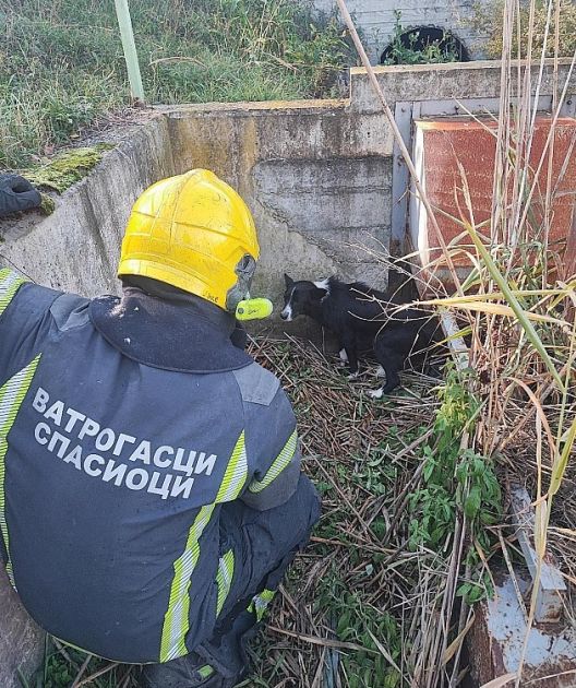 Novosadski vatrogasci spasili psa kod auto-puta