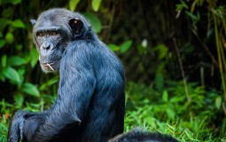 
					O čemu razgovaraju šimpanze? 
					
									