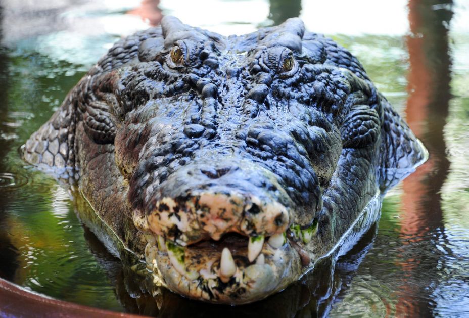 O prodaji aligatorskih proizvoda - odlučuje sud