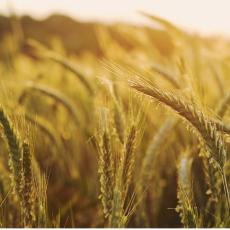 OBARAJU REKORDE! Amerika predviđa da će Rusija imati jedan od najboljih prinosa pšenice u istoriji