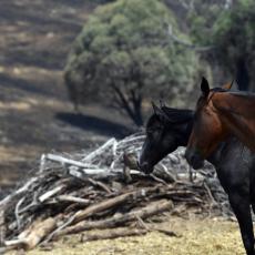 OČAJ U AUSTRALIJI: U jezivim požarima uginulo više od MILIJARDU ŽIVOTINJA (VIDEO)