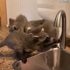ODGOVORNO PONAŠANJE: Pogledajte kako rakuni SIROČIĆI zajedno peru ruke! (VIDEO)