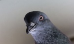 ODVRATNO: Mladić odgrizao glavu živom golubu (VIDEO)