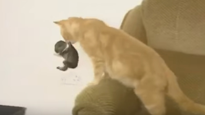 ONA JE MAJKA GODINE: Mačka usvojila bebu zeca, istopićete se kad vidite kako ga pazi (VIDEO)