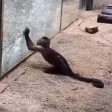 ONI SU GLUPI? Majmun je naoštrio kamen, a zatim je njim razbio staklo na svom kavezu! (VIDEO)