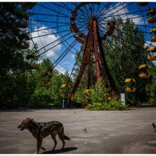 ONI SU MUTANTI I IMAJU SUPERMOĆI! Četiri decenije nakon černobiljske katastrofe NAUČNICI ŠOKIRANI OTKRIĆEM! (FOTO)