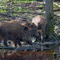 OPASNOST - DIVLJE SVINJE U GRADU: Uprava za šume izdala opasnost od divljish svinja na potezu od Ušća do Zemunskog keja