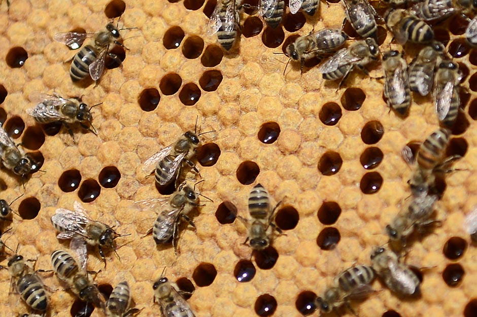 OPET (SE) TRUJEMO: Pesticidi pobili pčele u Pomoravlju
