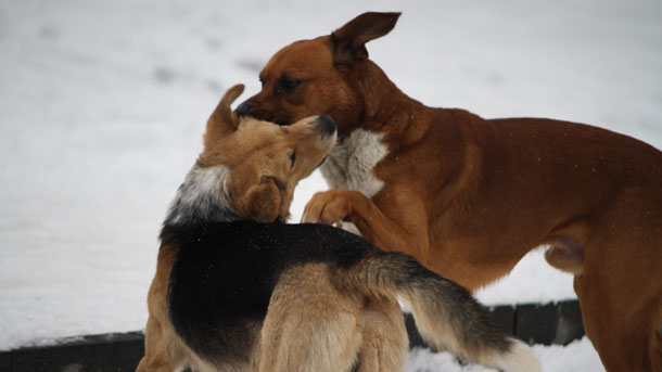 OPREZ: Lov na pse u Smederevskoj Palanci!