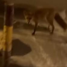 OPREZ! Najezda lisica na ulicama Beograda: Sve je to normalno.., evo šta NE SMETE da uradite kada ih ugledate (FOTO/VIDEO)