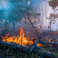 OPREZ! Visoke temperature mogu izazvati POŽARE: Srbija šume pojačale kontrolu mera protiv požara