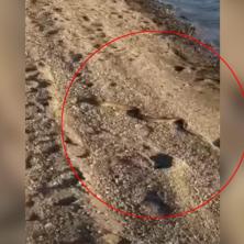 OPŠTA HISTERIJA U GRČKOJ Na čuvenoj plaži iz mora izlazi velika zmija, uznemirava turiste, a ovo je najveći problem (VIDEO)
