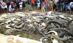 OSVETA: Ubili 300 krokodila zbog smrti prijatelja