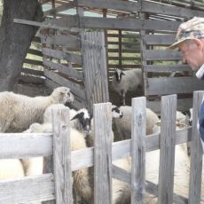 OTERAĆE NAS SA DEDOVINE, ŠTA DA RADIMO? Meštani srpskih sela žive u strahu, divlje zveri zaklale preko deset ovaca