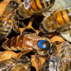 OTKRIVEN UZROK POMORA: Na desetine miliona pčela je uginulo u roku od samo nekoliko dana, razlog je šokantan
