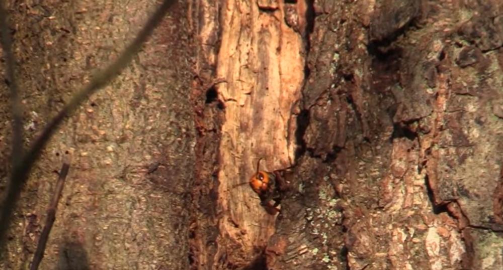 OTKRIVENO GNEZDO DŽINOVSKOG STRŠLJENA: Naučnici navukli zaštitnu opremu i evo kako su ga izneli iz drveta (VIDEO)
