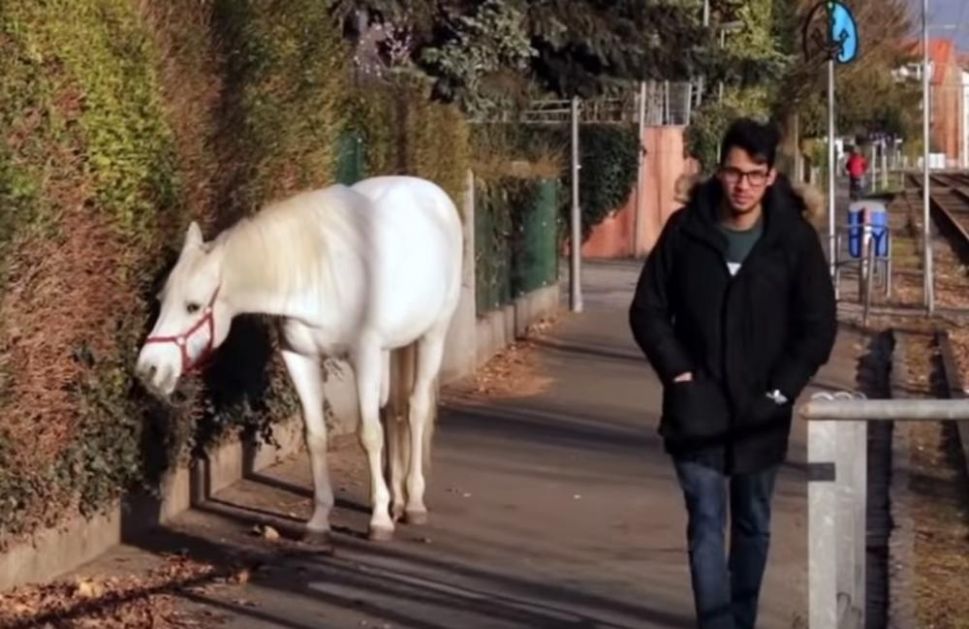 OVA LEPOTICA JE NAJVEĆA ATRAKCIJA FRANKFURTA: Bela kobila Dženi svakog jutra odlazi u šetnju, a sa sobom nosi jednu važnu poruku (VIDEO)