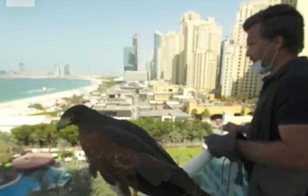 OVAJ ČOVEK IMA NEOBIČAN POSAO: Sokolovima tera golubove i vrane sa krovova nebodera u Dubaiju! Evo kako to izgleda VIDEO