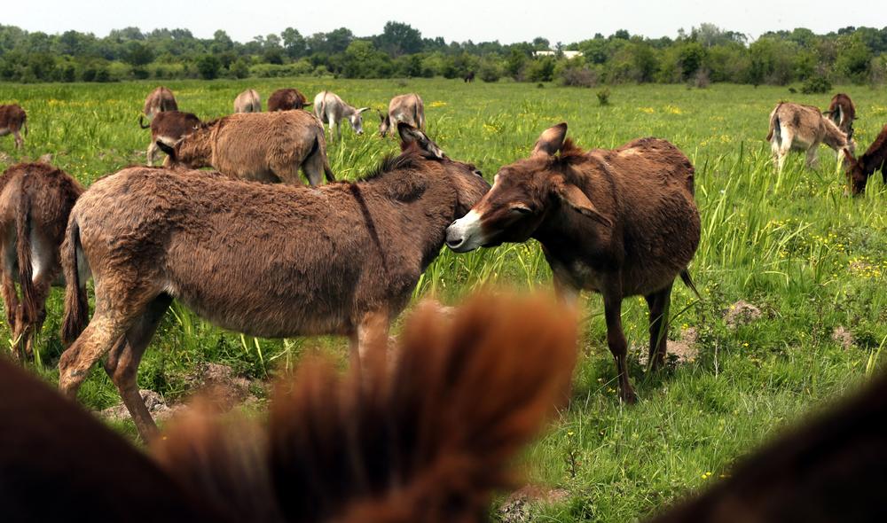 OVO IMA SAMO CRNA GORA: Otvorili muzej magaraca (VIDEO)