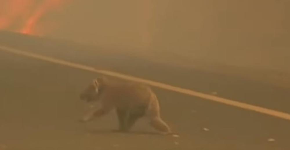 OVO JE ARMAGEDON: Požari usmrtili najmanje 2.000 koala, čitava vrsta može da nestane (VIDEO)