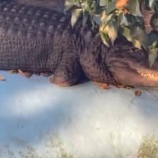 OVO SE GODINAMA NIJE DESILO! Aligator Muja iz Beo zoo vrta se najzad pokrenuo i evo šta je uradio (VIDEO)