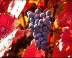 Obaveza: Vinogradari treba da prinose grožđa prijave Ministarstvu poljoprivrede