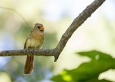 Obeležen evropski vikend posmatranja ptica u Srbiji