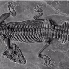 Objavljena fotografija praistorijskog morskog čudovišta: Predator je živeo pre 240 miliona godina (FOTO)
