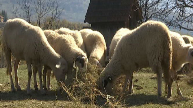 Obnavljanje stada u prijepoljskim selima