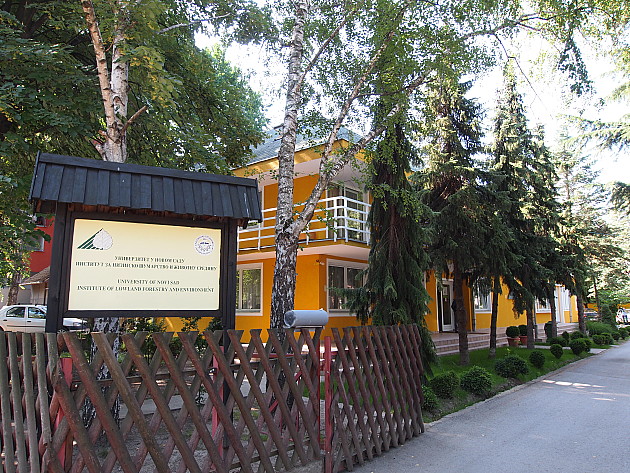 Obnova drvoreda kod stadiona „Karađorđe“