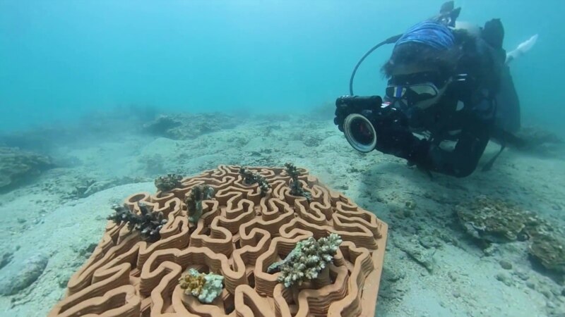 Obnova koralnih grebena za spas planete 