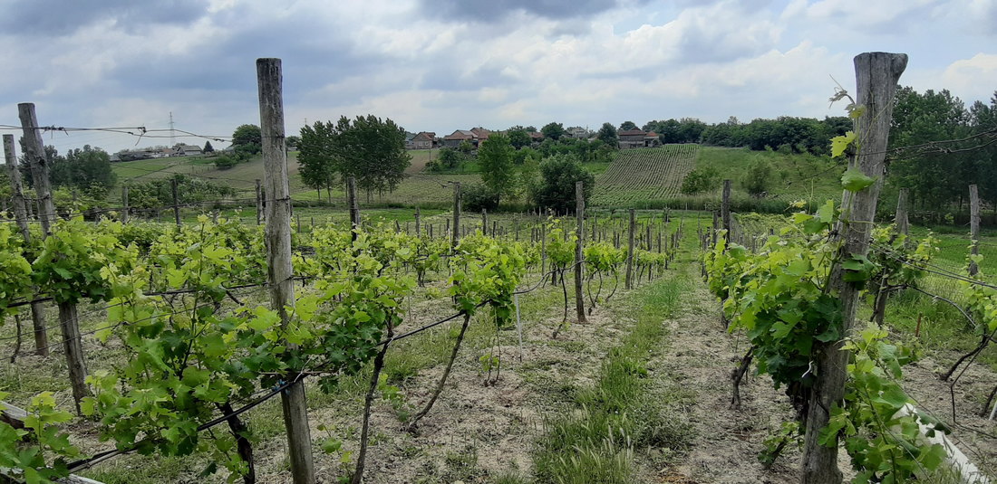 Obnova vinograda u Dolovu