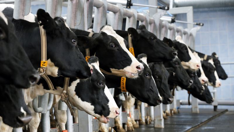 Oboljenje goveda u Crnoj Gori: Do danas 430 slučajeva kvrgave kože