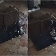 Obratite pažnju na crnog psa: Tvrdi da DUH svakodnevno uznemirava njenu porodicu, a sada je prešao i NA LJUBIMCE (VIDEO)