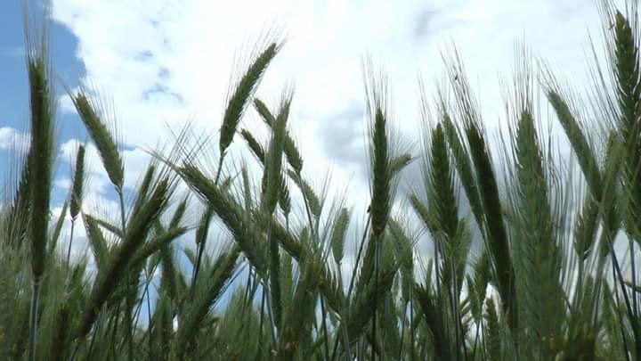 Očekuje se manji rod pšenice i ječma, pojavili se virusi i korov