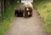 Neočekivani susret: Oči u oči sa medvedom (VIDEO)