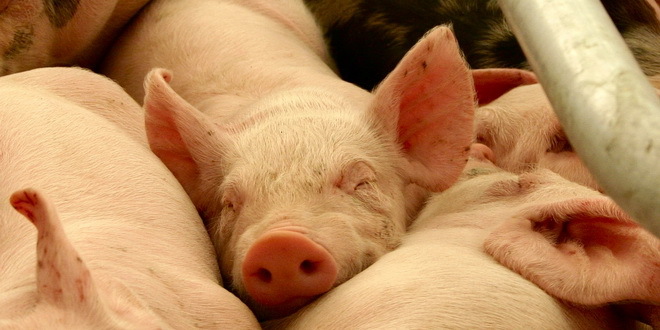 Od danas bez vakcinacije protiv klasične kuge svinja u Srbiji