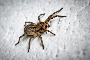 Od ovog sastojka beže paukovi: Idealno je rešenje ako želite da nestanu iz kuće