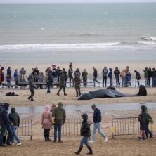 Od panike do velike tuge! Orka prvi put viđena u morima Belgije, ali razlog posete nateraće vam suze na oči (VIDEO)