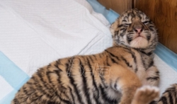 Od početka godine rođeno više od 30 sibirskih tigrića u centru za uzgoj Heilongđang