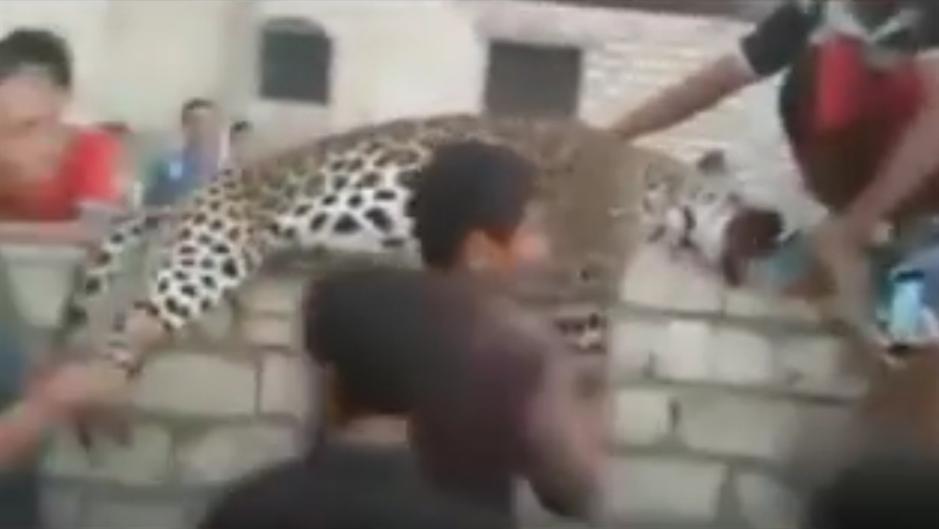 Odbegli leopard ubio devojčicu (VIDEO)