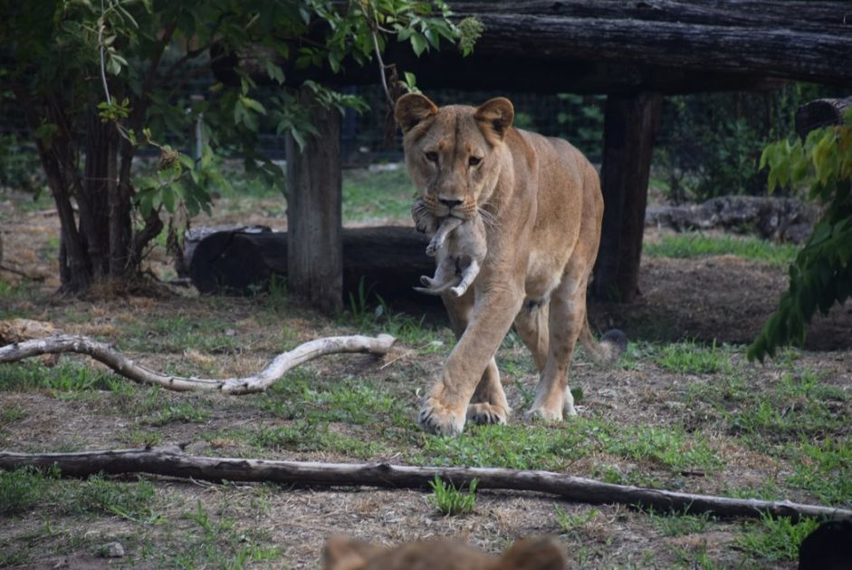 Odbeglo mladunče lava nije pronađeno, potraga na području budvanske opštine se nastavlja