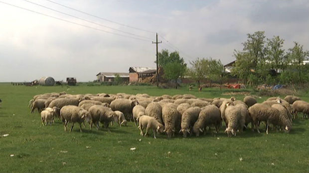 Odgajivači ovaca zadovoljni subvencijama ali očekuju bržu isplatu
