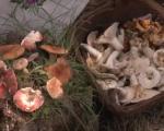Održan Festival gljiva u Nišu (VIDEO)