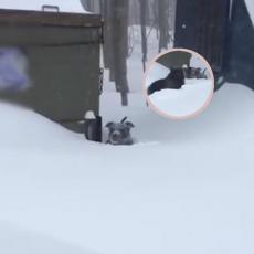 Oduševiće vas kako je nemački ovčar IZBAVIO svog druga ZAROBLJENOG u snegu! (VIDEO)