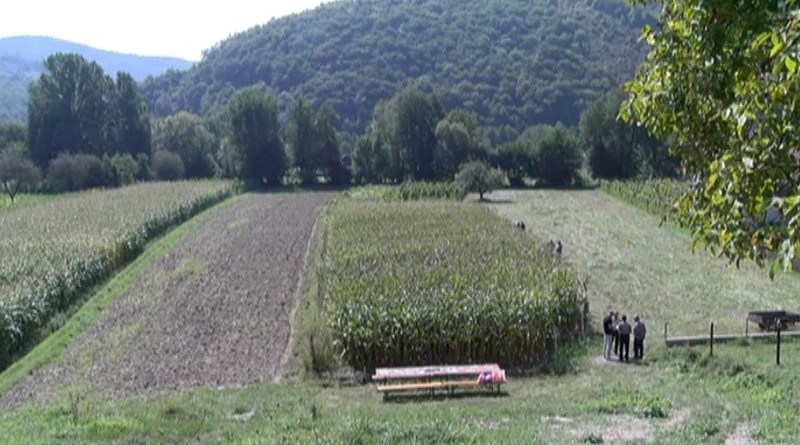 Ogledno polje u Šavcima