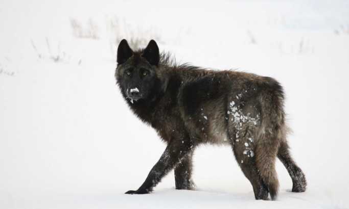 Ogroman crni vuk primećen kod Dragačeva, prate ga kamere