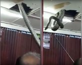 Ogromna zmija propala kroz plafon u punom restoranu (VIDEO)