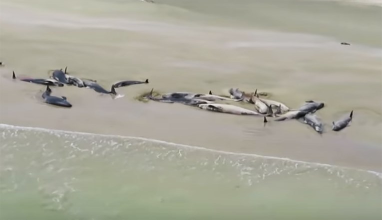 Oko 150 delfina nasukalo se na Novom Zelandu, svi su uginuli