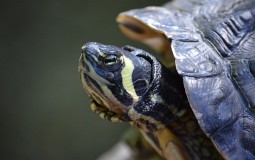 
					Oko 300 ugroženih kornjača stradalo u Meksiku 
					
									